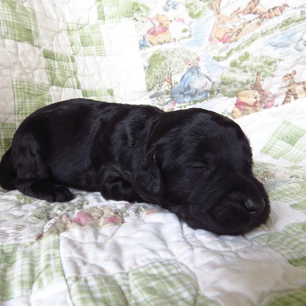 Kona